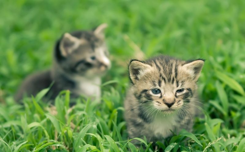 《奶思猫咪故事》工作在在宠物殡葬馆的猫小房子书-『關於家的百科全書.關於房的視頻指南』小房书-『關於家的百科全書.關於房的視頻指南』