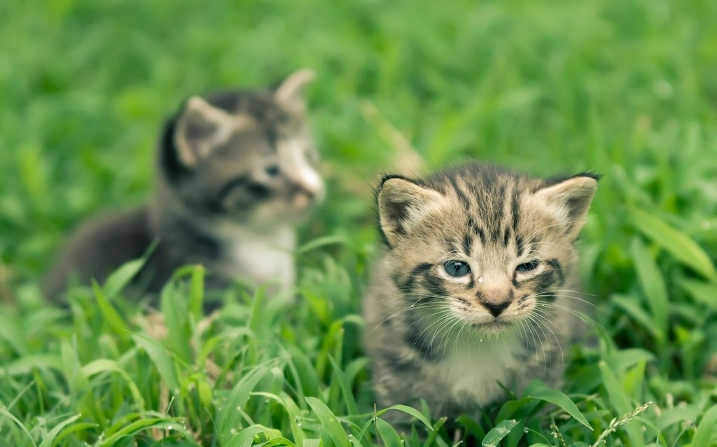 《奶思猫咪故事》工作在在宠物殡葬馆的猫小房子书-『關於家的百科全書.關於房的視頻指南』小房书-『關於家的百科全書.關於房的視頻指南』